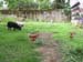 tiere-060709