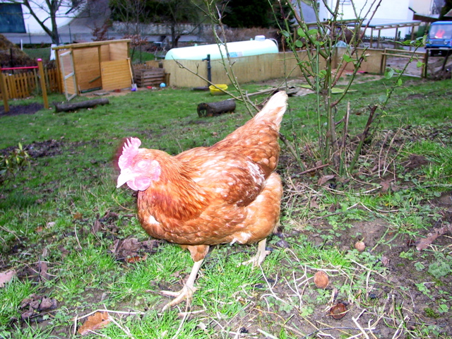 huhn-070119