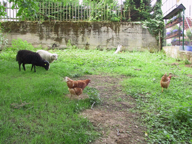 tiere-060709
